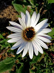 Dimorphotheca montana