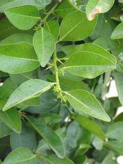 Atalantia monophylla