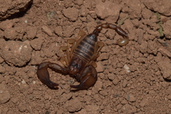 Euscorpius candiota