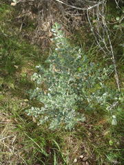 Podalyria myrtillifolia