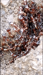 Dorylus helvolus