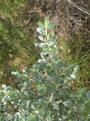 Podalyria myrtillifolia