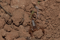 Euscorpius candiota