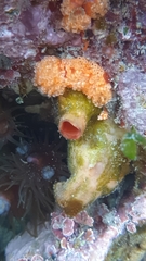 Aplidium benhami