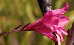 Gladiolus phoenix