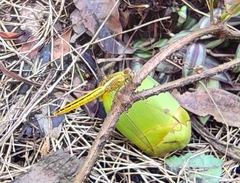 Crocothemis servilia