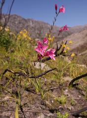 Gladiolus phoenix