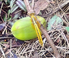 Crocothemis servilia