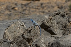 Pseudotrapelus jensvindumi
