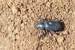Coleoptera