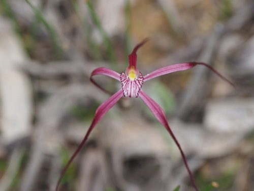 Ruby spider orchid (Caladenia occidentalis)