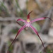 Ruby Spider Orchid - Photo (c) Geoff Derrin, some rights reserved (CC BY-SA)