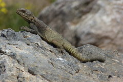 Paralaudakia microlepis