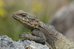 Paralaudakia microlepis