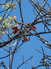 Kigelia africana africana