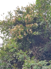 Capparis tomentosa
