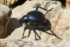 Coleoptera