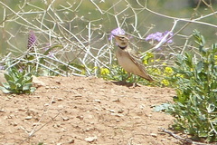 Melanocorypha bimaculata
