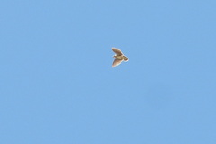 Melanocorypha bimaculata