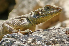 Laudakia nupta nupta