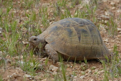 Testudo graeca