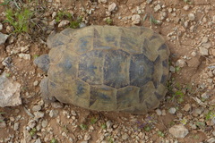 Testudo graeca