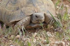 Testudo graeca