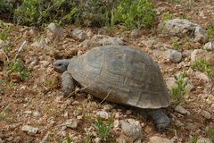 Testudo graeca