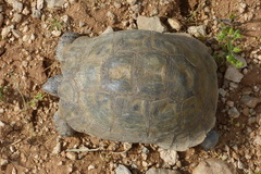 Testudo graeca