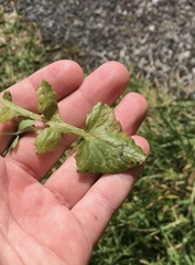 Miyagia pseudosphaeria