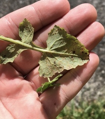 Miyagia pseudosphaeria