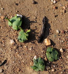 Eriospermum alcicorne