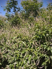Vitex altissima