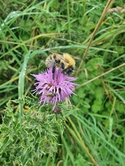 Bombus pascuorum