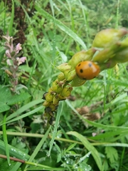 Coccinella septempunctata