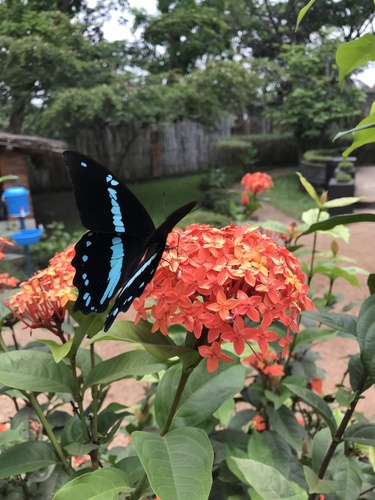 Papilio nireus nireus