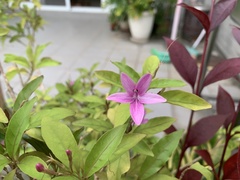 Pseuderanthemum laxiflorum