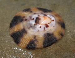 Cellana radiata