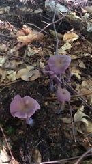 Laccaria amethystina