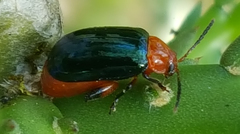 Disonycha varicornis