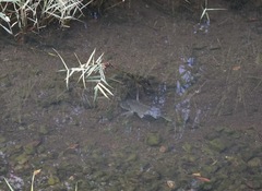 Acanthopagrus schlegelii
