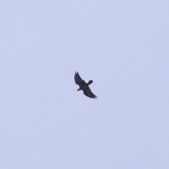 Corvus corax