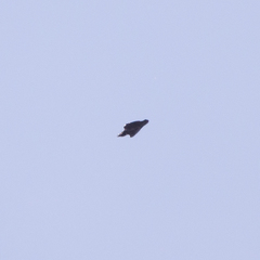 Corvus corax