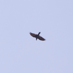 Corvus corax