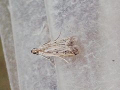 Gymnancyla ruscinonella