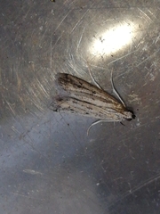 Gymnancyla ruscinonella