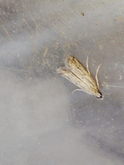 Gymnancyla ruscinonella