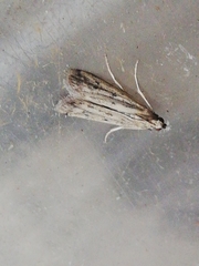 Gymnancyla ruscinonella