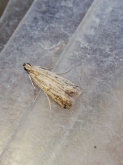 Gymnancyla ruscinonella