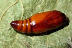 Xanthodes intersepta